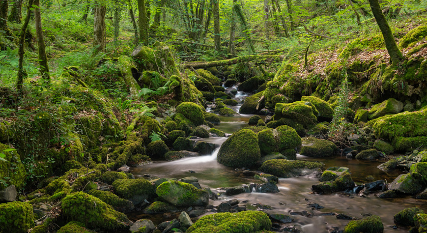 Rainforest Futures