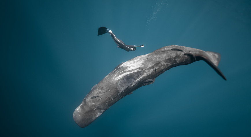 Ocean Film Festival World Tour